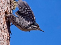 IMG 2114c  Black-backed Woodpecker (Picoides arcticus) - male leaving nest